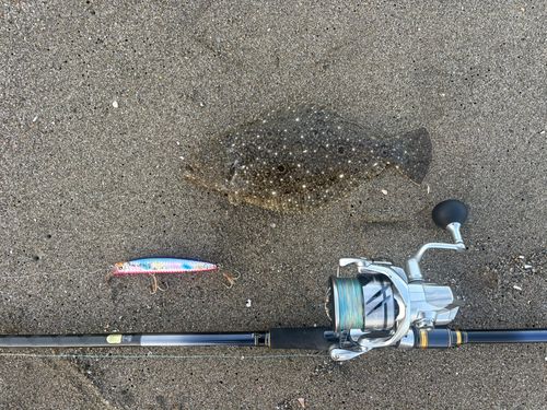 ソゲの釣果