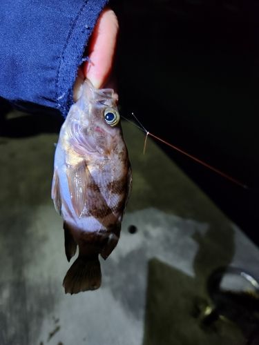 メバルの釣果