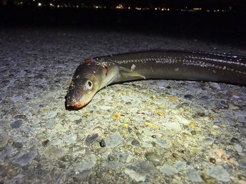 マアナゴの釣果