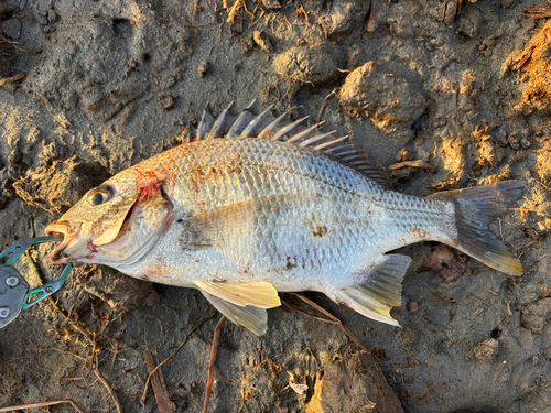 キビレの釣果