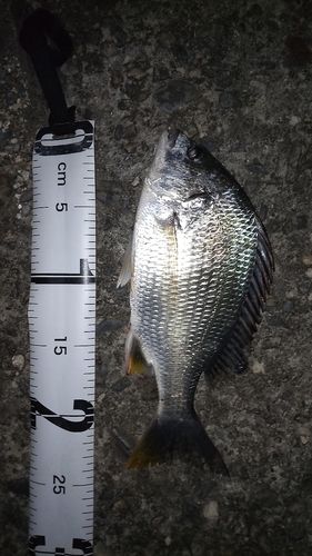 キビレの釣果