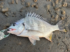 キビレの釣果