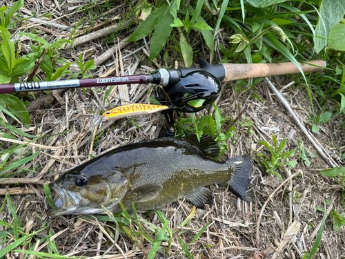 スモールマウスバスの釣果