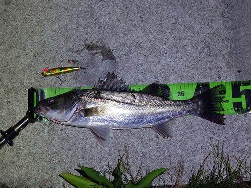シーバスの釣果