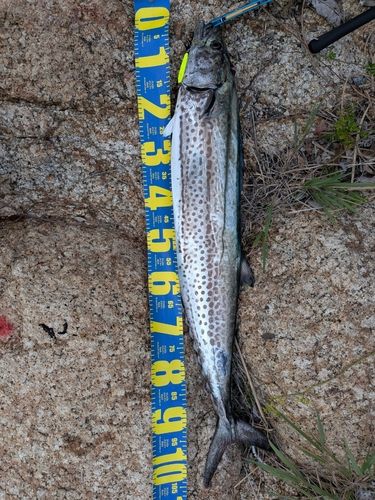 サワラの釣果