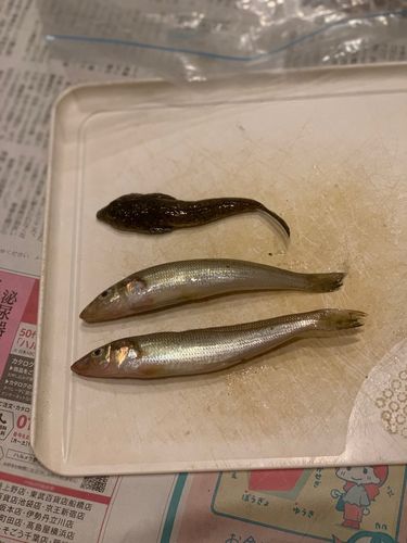 キスの釣果
