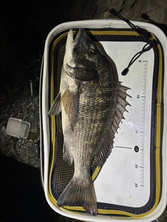 クロダイの釣果