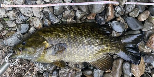 スモールマウスバスの釣果