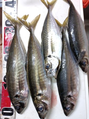 マアジの釣果