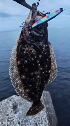ヒラメの釣果