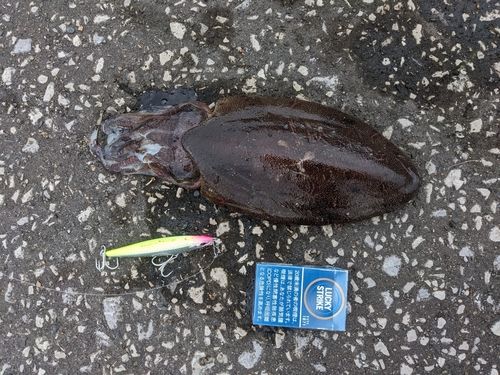 コウイカの釣果