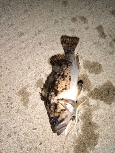 クロソイの釣果