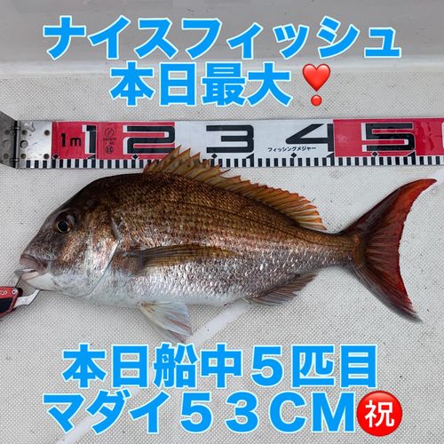 マダイの釣果