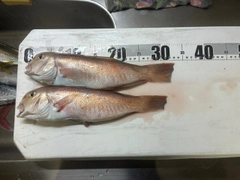 シロアマダイの釣果