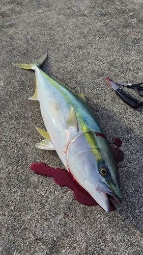 ワラサの釣果