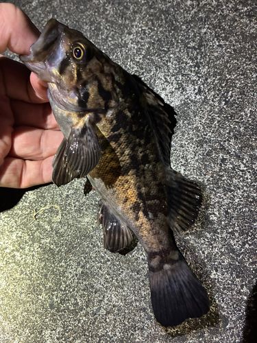 ソイの釣果