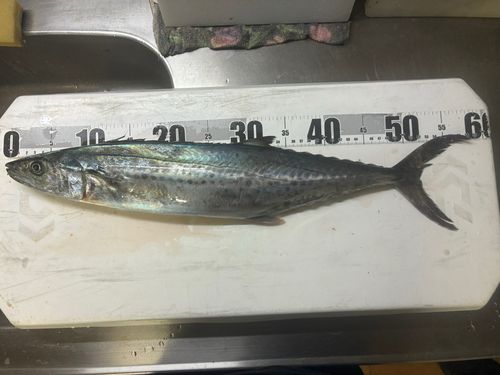 サゴシの釣果
