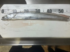 タチウオの釣果