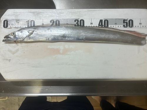 タチウオの釣果
