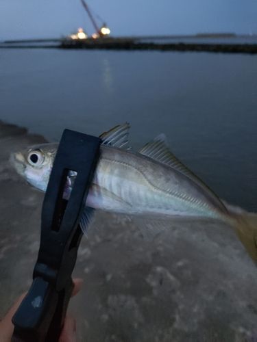 マアジの釣果