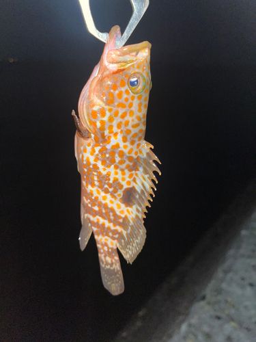 キジハタの釣果