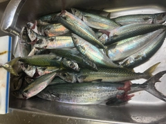 サバの釣果