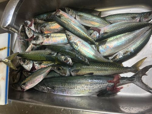 サバの釣果