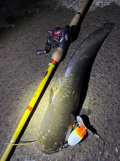 ナマズの釣果