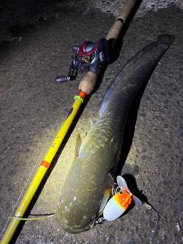 ナマズの釣果