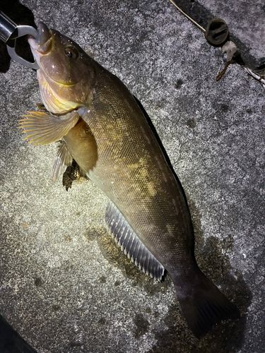 アイナメの釣果