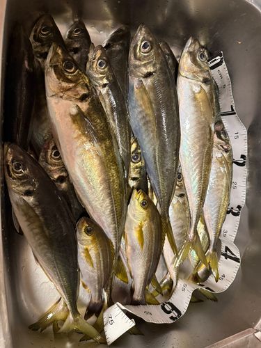 アジの釣果