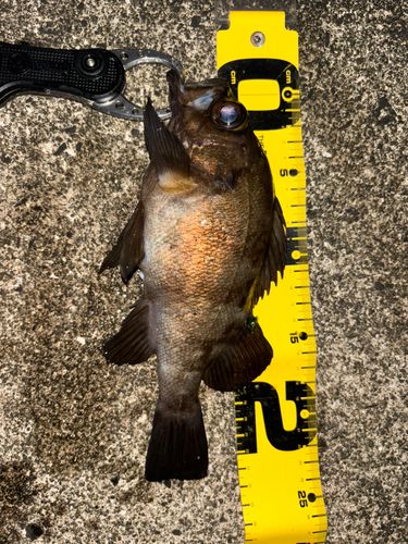メバルの釣果