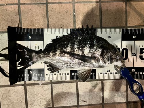 クロダイの釣果