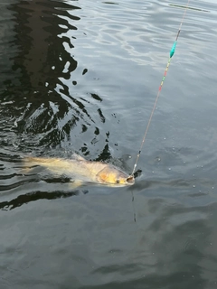 ハクレンの釣果