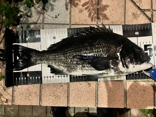 クロダイの釣果