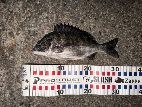 チヌの釣果