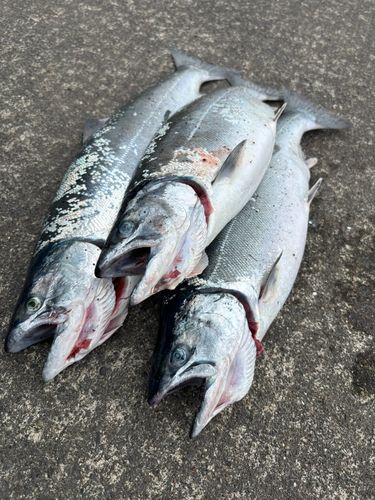 サクラマスの釣果