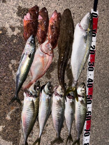 アジの釣果