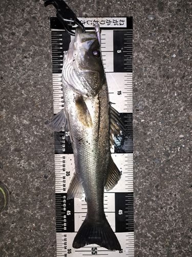 シーバスの釣果