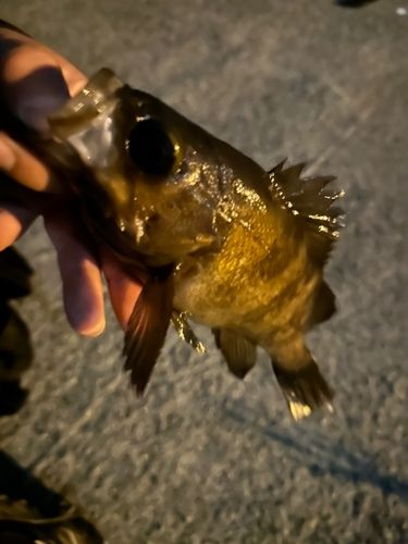メバルの釣果