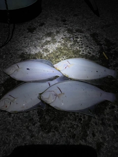 マコガレイの釣果