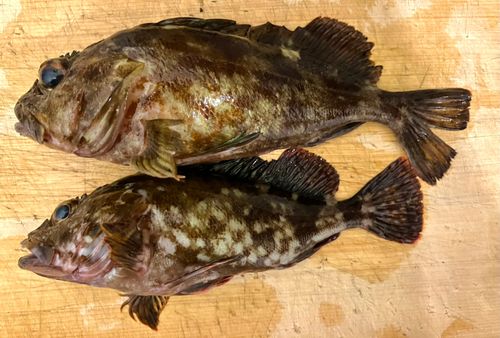 ガシラの釣果