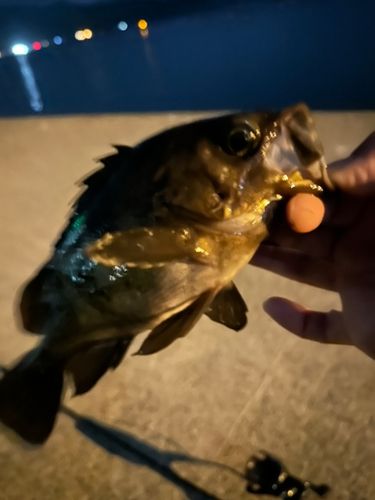 メバルの釣果