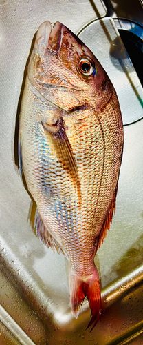 マダイの釣果