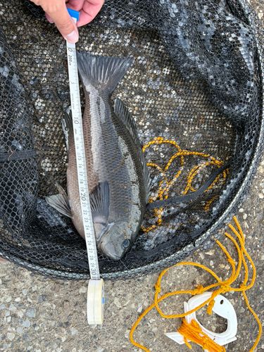 メジナの釣果