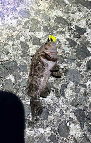 クロソイの釣果