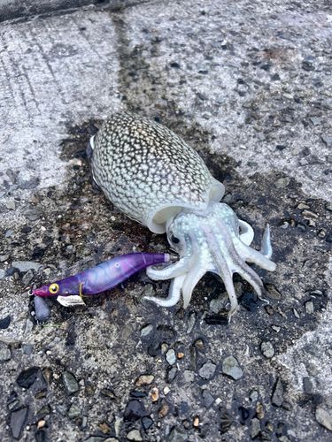 シリヤケイカの釣果