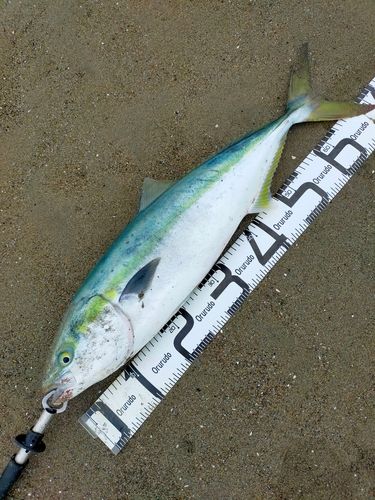 ワラサの釣果