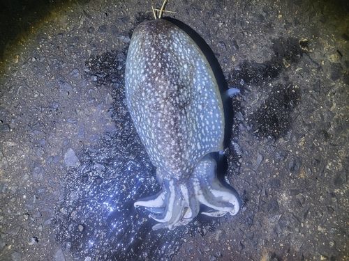 シリヤケイカの釣果