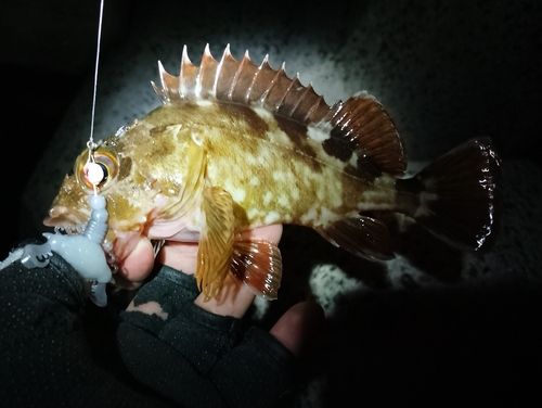 ガシラの釣果